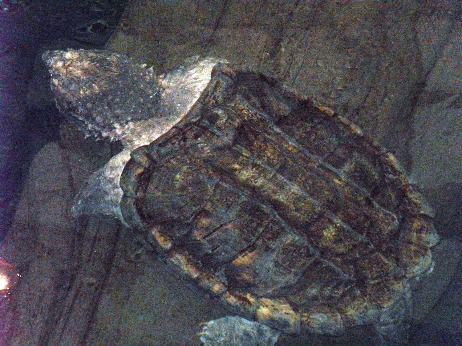 Snapping alligator turtle